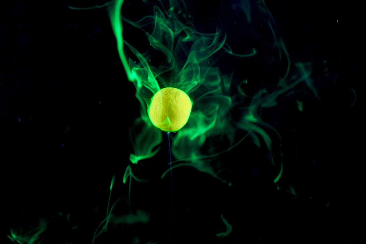 VizTrail Trout Dough image 2