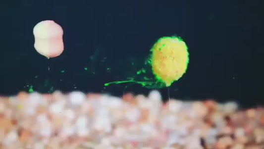 UV   BaitHaze - Dipping Dust